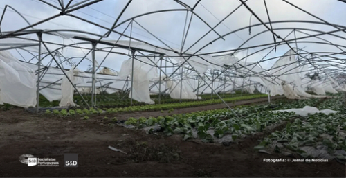 Eurodeputados do PS exigem resposta rápida da Comissão Europeia aos prejuízos agrícolas causados pela tempestade Kristin Eurodeputados do PS exigem resposta rápida da Comissão Europeia aos prejuízos agrícolas causados pela tempestade Kristin